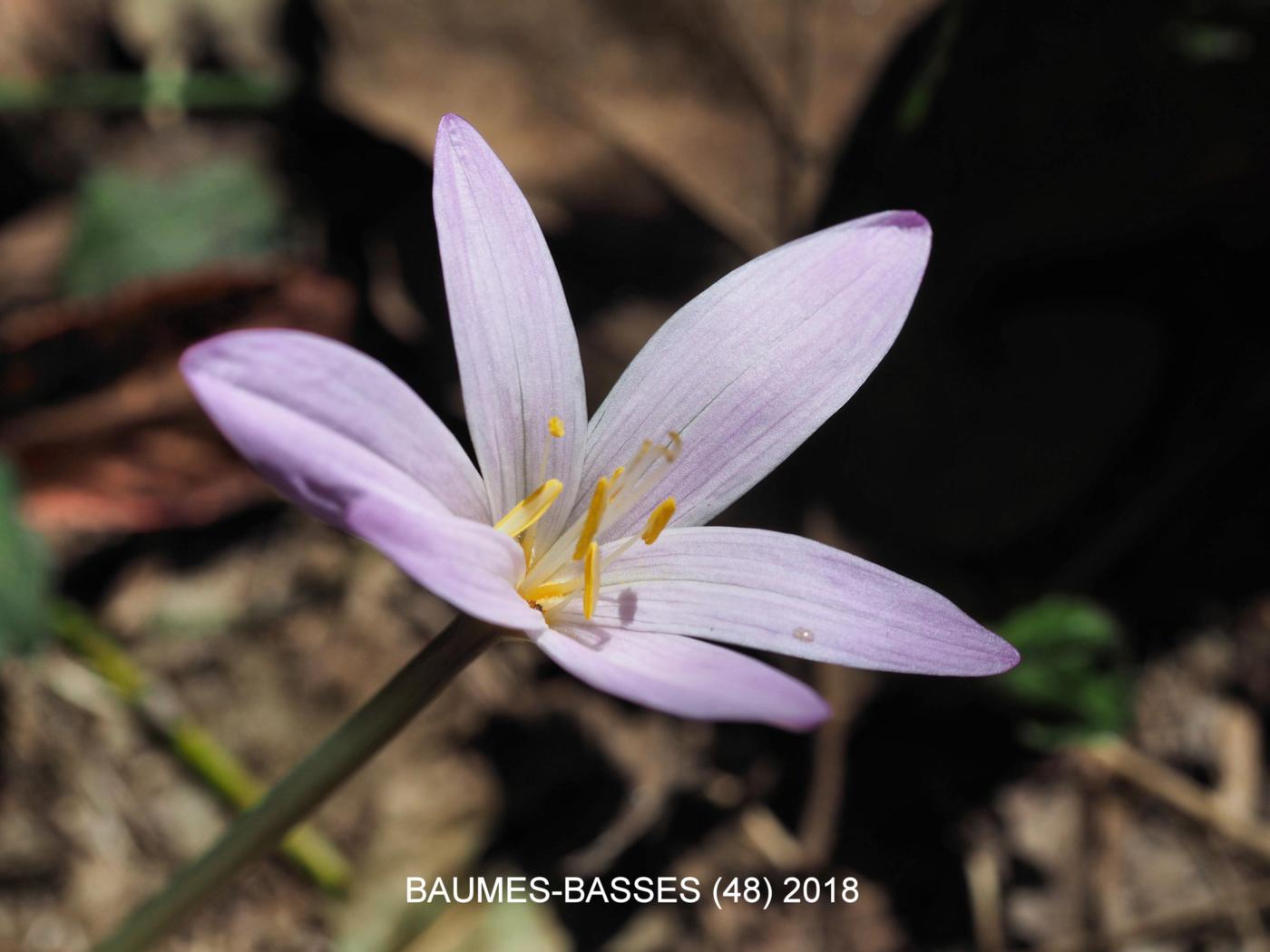 Autumn Crocus (of Naples) flower